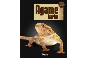 Agame Barbu